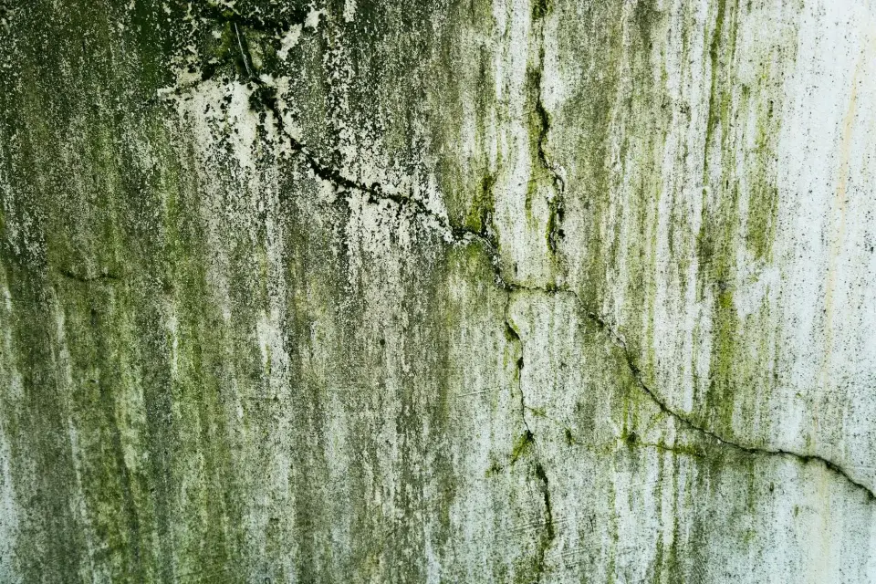 Our Commitment to Safe, Science-Based Mold Abatement